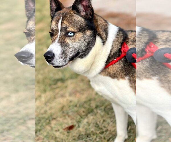 Medium Photo #4 Akita-Huskies  Mix Puppy For Sale in Kansas City, MO, USA