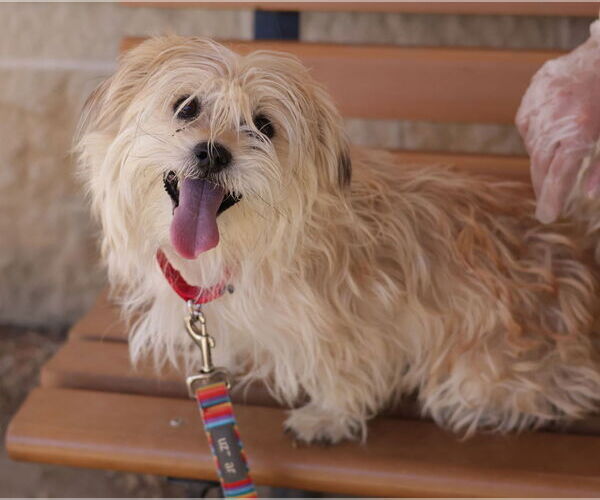 Medium Photo #27 Mutt Puppy For Sale in Philadelphia, PA, USA