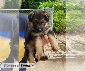 German Shepherd Dog-Unknown Mix Dogs for adoption in Royal Palm Beach, FL, USA