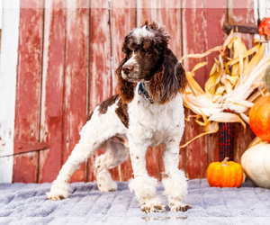 Cockapoo Puppy for sale in WAKARUSA, IN, USA