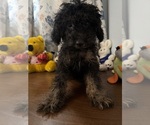 Yorkipoo puppie - Male Yorkipoo Puppy for Sale - Photo #18