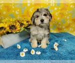 Small Photo #10 Goldendoodle-Poodle (Toy) Mix Puppy For Sale in COLORADO SPRINGS, CO, USA