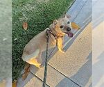 Small #2 Chiweenie