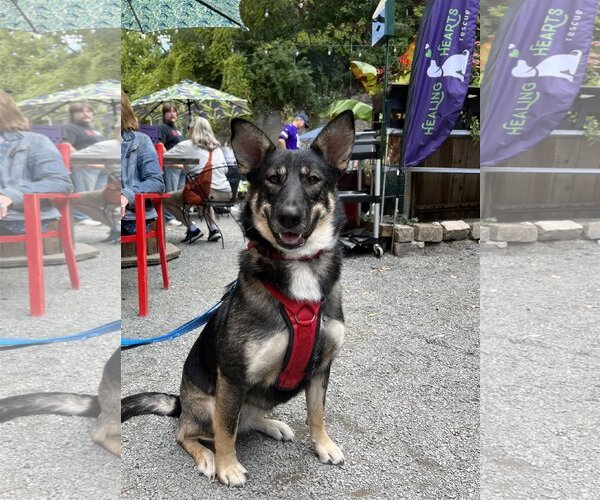 Medium Photo #2 German Shepherd Dog-Huskies  Mix Puppy For Sale in Crystal , MN, USA