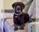 Small #2 Labrador Retriever