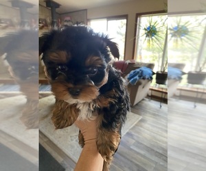 Yorkshire Terrier Puppy for sale in CRAIG, CO, USA