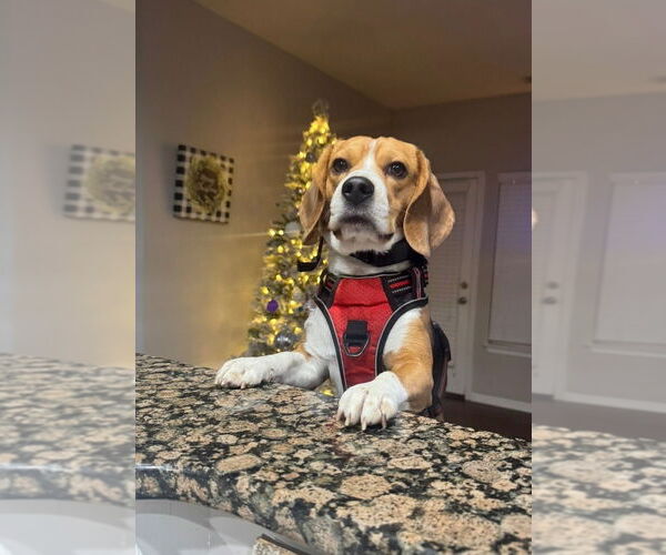 Medium Photo #2 Beagle Puppy For Sale in Mooresville, NC, USA