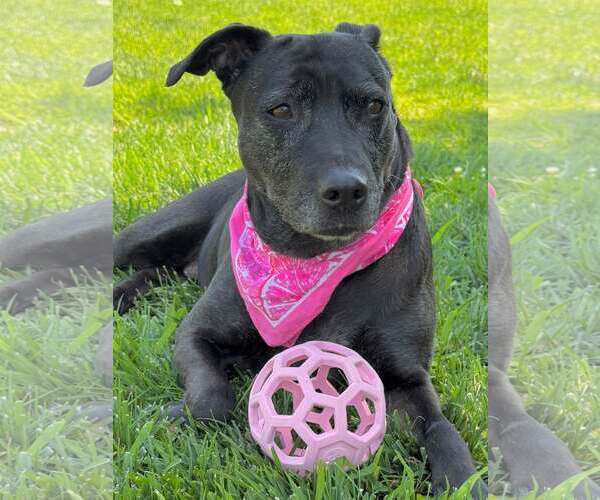 Medium Photo #1 Mutt Puppy For Sale in Elk Grove, CA, USA