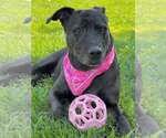 Callie - Female Mutt Dog for Adoption - Small photo