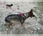 Small Photo #15 German Shepherd Dog Puppy For Sale in SUGAR LAND, TX, USA