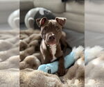 Small Photo #1 American Staffordshire Terrier-Unknown Mix Puppy For Sale in Arlington, VA, USA