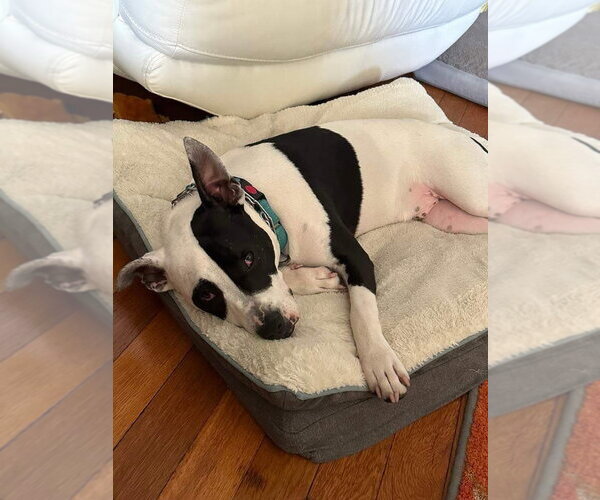 Medium Photo #29 American Pit Bull Terrier Puppy For Sale in Germantown, OH, USA