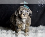 Puppy AKC Cobalt Poodle (Toy)