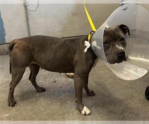 Mutt Dogs for adoption in Camarillo, CA, USA
