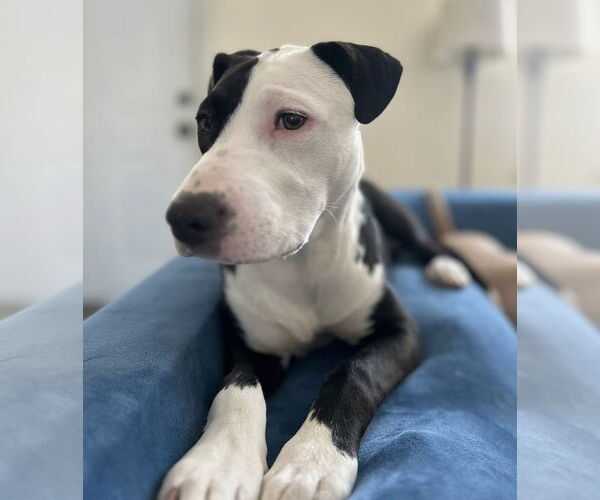 Medium Photo #2 American Pit Bull Terrier-Unknown Mix Puppy For Sale in Germantown, OH, USA