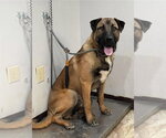 Small #1 Anatolian Shepherd Mix