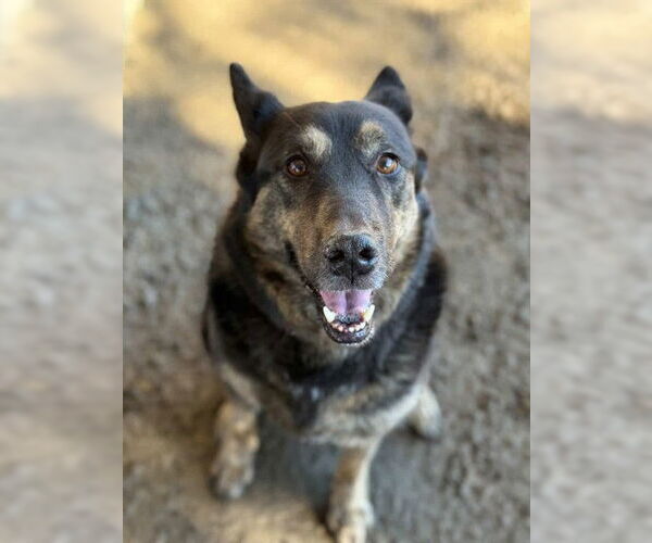 Medium Photo #3 German Shepherd Dog Puppy For Sale in Riverside, CA, USA