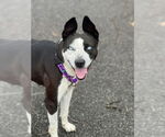 Small #4 Mutt