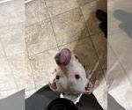 Small #4 American Bulldog Mix