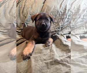 Medium Malinois