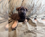 Puppy 1 Malinois