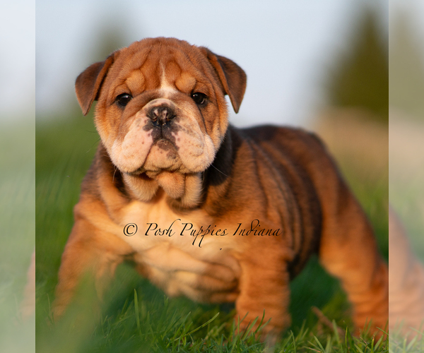 Medium Photo #3 Bulldog Puppy For Sale in WARSAW, IN, USA
