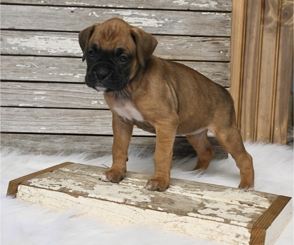 Medium Photo #2 Boxer Puppy For Sale in FREDERICKSBURG, OH, USA