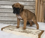 Small Photo #2 Boxer Puppy For Sale in FREDERICKSBURG, OH, USA