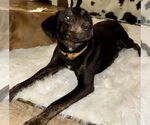 Small #4 Labrador Retriever Mix