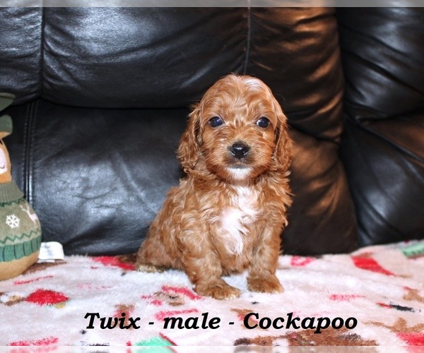 Medium Photo #1 Cockapoo (Miniature) Puppy For Sale in CLARKRANGE, TN, USA