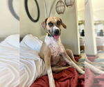 Small #1 Black Mouth Cur Mix