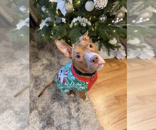 Medium Photo #1 Mutt Puppy For Sale in Mundelein, IL, USA