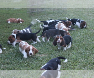Basset Hound Puppy for Sale in MEMPHIS, Missouri USA