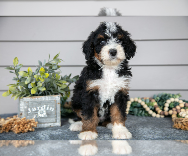 Medium Photo #1 Bernedoodle (Miniature) Puppy For Sale in WOLCOTTVILLE, IN, USA