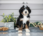 Puppy Aspen Bernedoodle (Miniature)