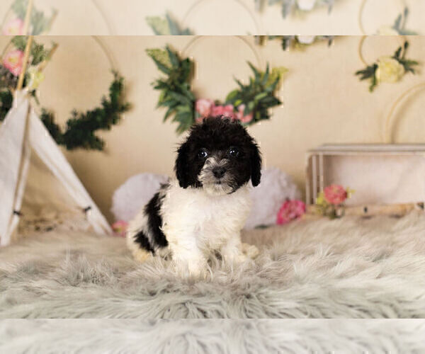 Medium Photo #6 Zuchon Puppy For Sale in WARSAW, IN, USA