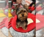 Small Photo #3 Yorkshire Terrier Puppy For Sale in VALRICO, FL, USA