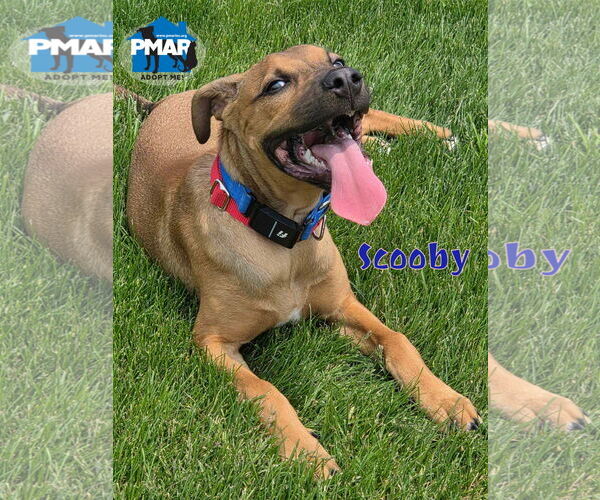 Medium Photo #1 American Pit Bull Terrier-Unknown Mix Puppy For Sale in Binghamton, NY, USA