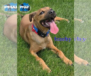 American Pit Bull Terrier-Unknown Mix Dogs for adoption in Binghamton, NY, USA