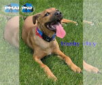Small American Pit Bull Terrier Mix