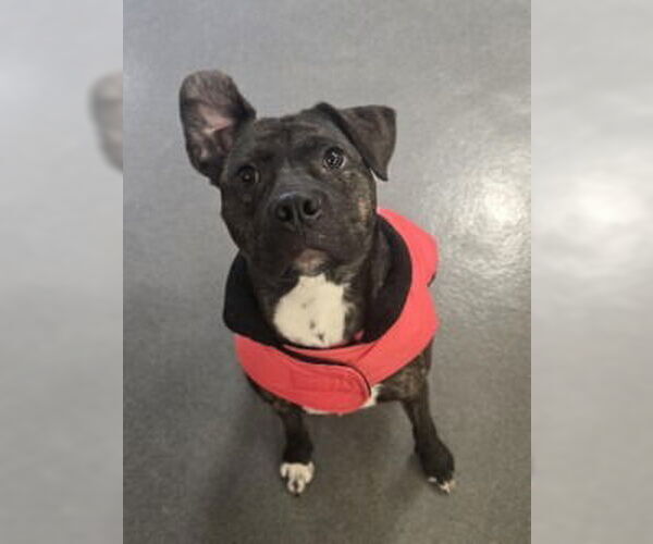 Medium Photo #13 American Bandogge mastiff Puppy For Sale in Glen Allen, VA, USA