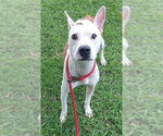 Small American Staffordshire Terrier