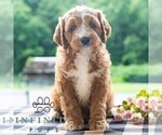 Small #3 Cavapoo (Miniature)