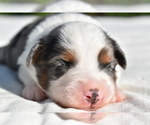 Small #3 Miniature Australian Shepherd