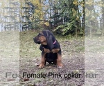 Small Photo #6 Bloodhound Puppy For Sale in PALMER, AK, USA