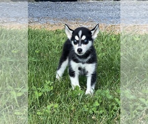 Siberian Husky Puppy for Sale in CANOGA, New York USA