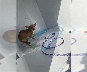 Chihuahua Dogs for adoption in Houston, TX, USA