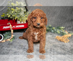 Small Photo #16 Poodle (Miniature) Puppy For Sale in WOLCOTTVILLE, IN, USA