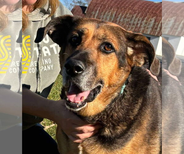 Medium Photo #8 German Shepherd Dog-Unknown Mix Puppy For Sale in Rustburg, VA, USA