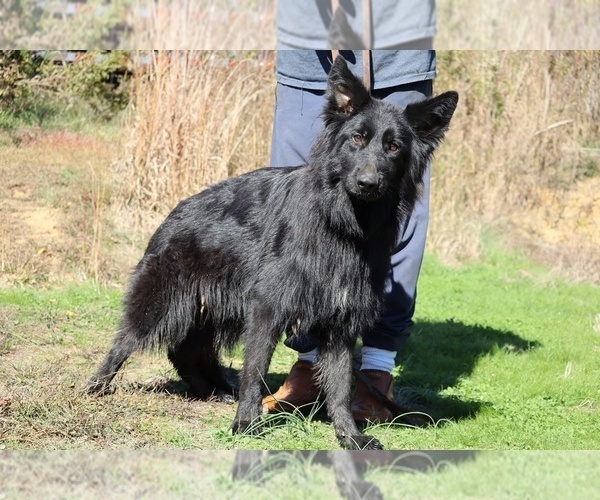 Medium Photo #4 German Shepherd Dog Puppy For Sale in DYERSBURG, TN, USA